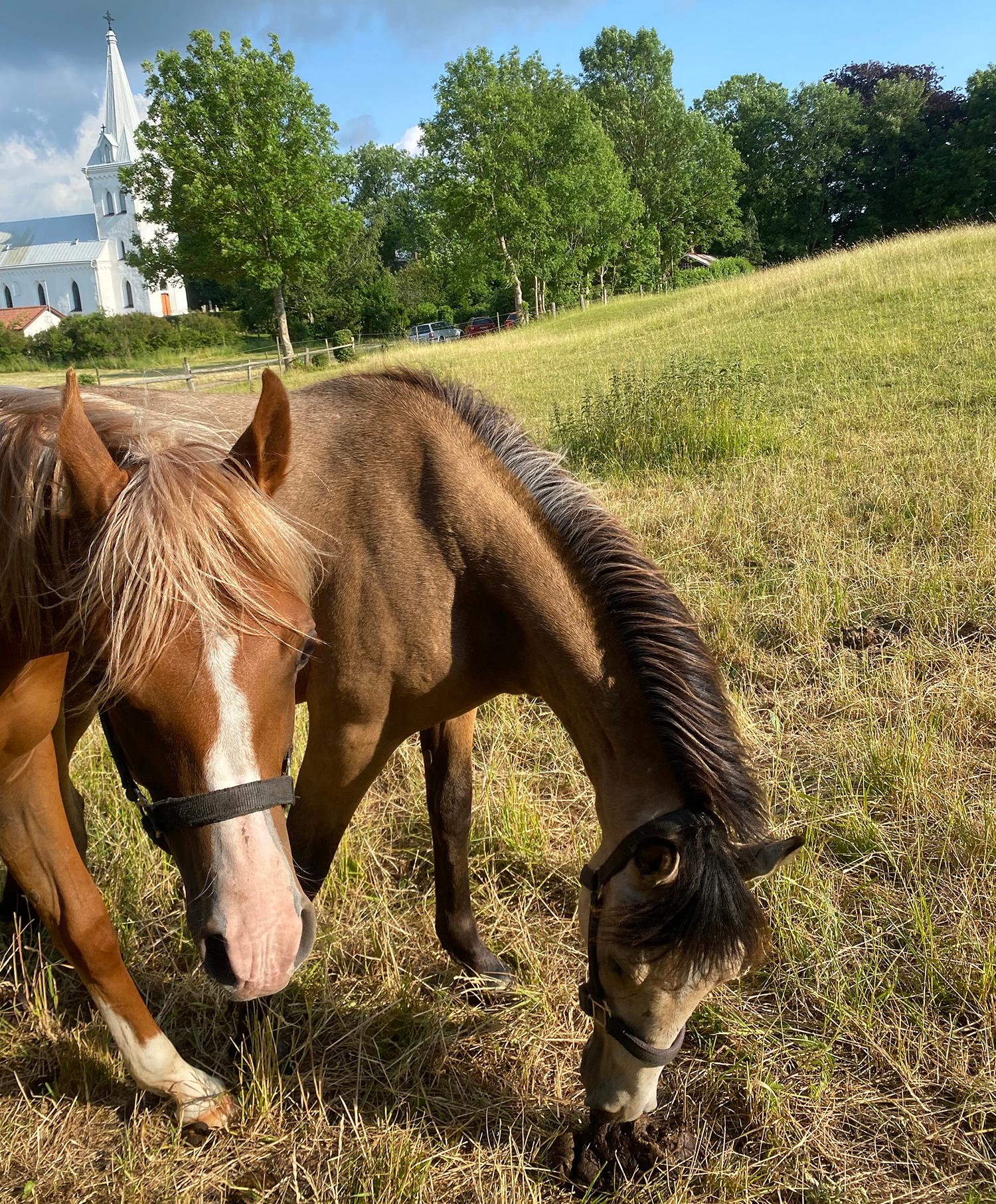 Idén om vad landsbygden är formas i relation till traditionella föreställningar om den och i relation till föreställningar om staden och det urbana. Foto: Karin Andersson